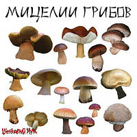 Міцелії грибів
