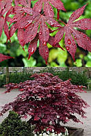 Клен пальмолистный "Атропурпуреум". Acer palmatum "Atropurpureum".