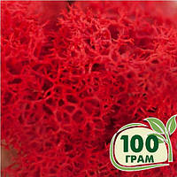 Стабілізований мох ягель Червоний, норвезький мох