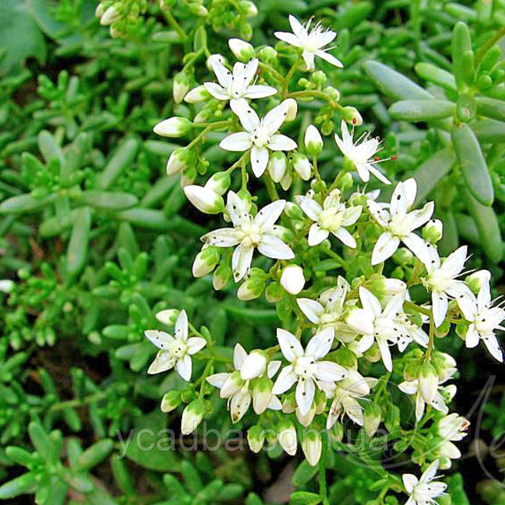 Седум білий Альба 26 (горшик 0,5л), фото 1