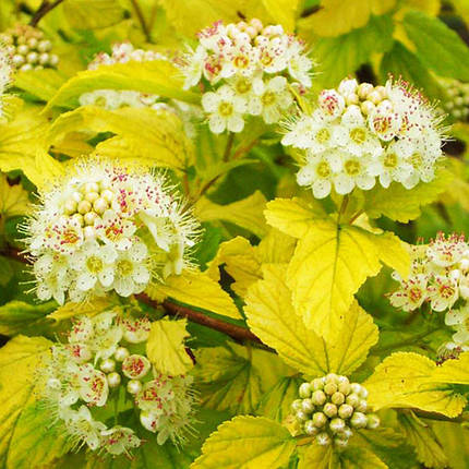 Пухироплідник Дартс Голд / Physocarpus Dart`s Gold / С3, фото 2