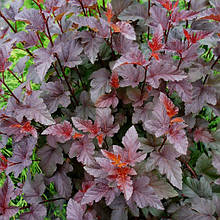 Пухироплідник Ред Барон / С3 / Physocarpus Red Baron