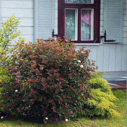Пухироплідник Ред Барон / С3 / Physocarpus Red Baron, фото 3