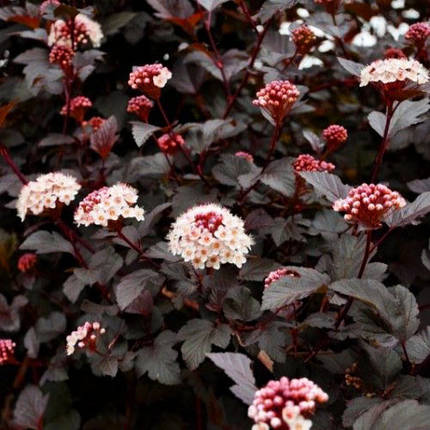 Пухироплідник Ред Барон / С3 / Physocarpus Red Baron, фото 2