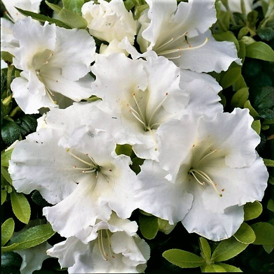 Рододендрон японський (азалія) Pleasant White Р9, фото 1