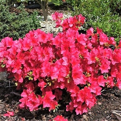 Рододендрон тупий Арабеск (Rhododendron obtusum 'Arabesk')