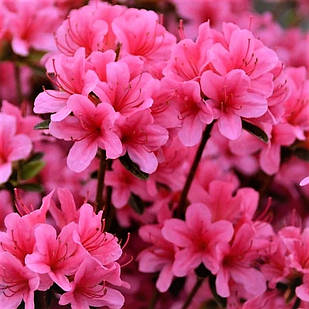 Рододендрон японський (азалія) Сільвестер (Rhododendron Silvester) Р9