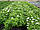 Саджанці спіреї "Albiflora", фото 3