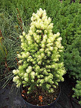 Ялина канадська Дейзі Вайт / h 50-60 / Picea glauca Daisy's White, фото 5