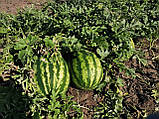 Ау Продюсер насіння кавуна (500 г) Innova Seeds, фото 7