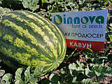 Ау Продюсер насіння кавуна (500 г) Innova Seeds, фото 5