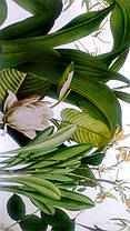 Вінілова наклейка на стіну, вікна, шафи, дзеркала "квіти, рослини, папуги" 42см*113см (лист 60см*90см), фото 3
