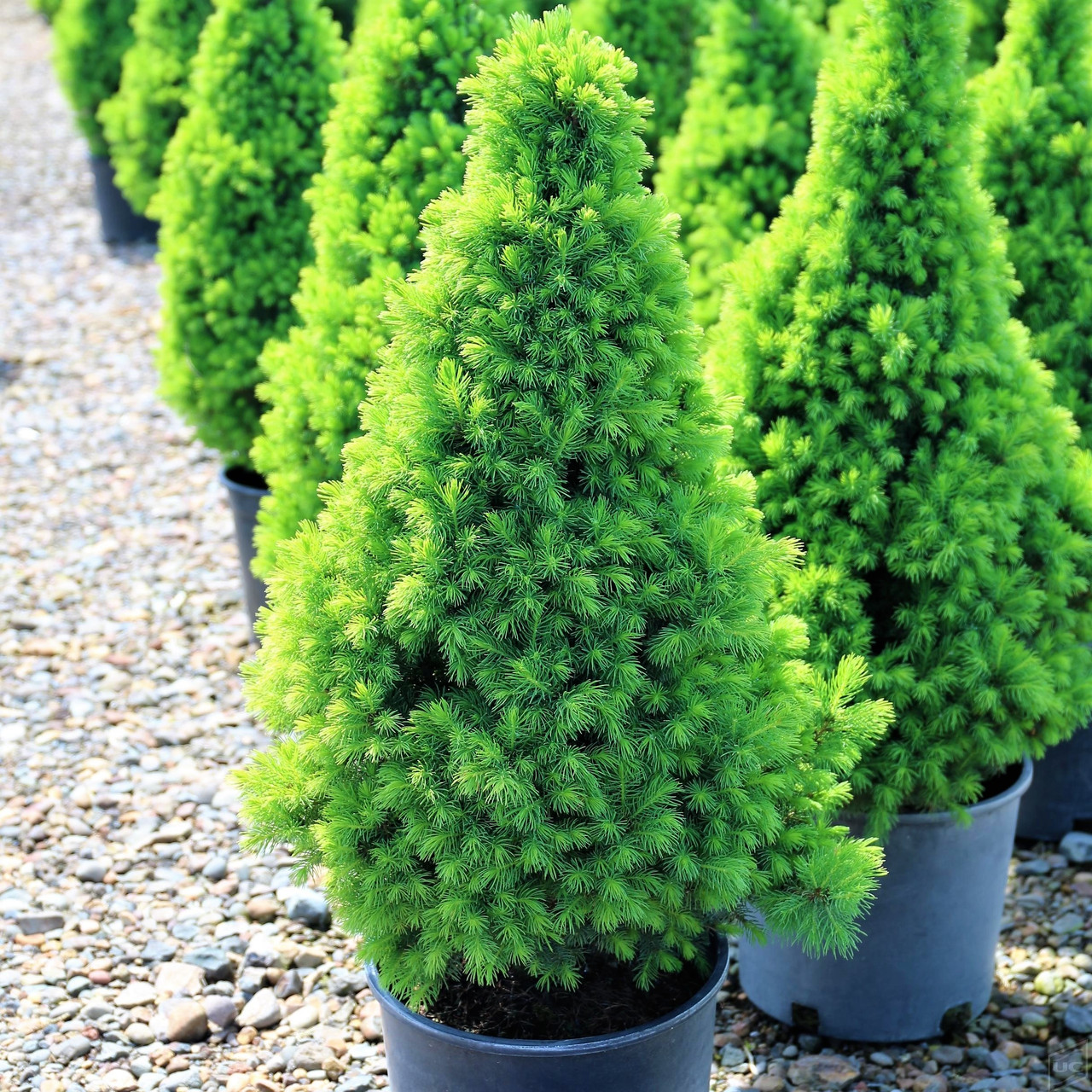 Саджанці Ялини канадської Коніка (Picea glauca Conica) С1