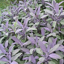 Шавлія лікарська Purpurea (контейнер 0,5л)