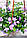 Бакопа Baristo Double Lavender d9см лілова, фото 2