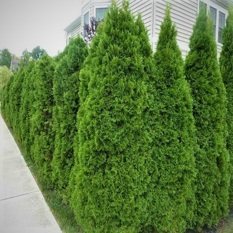 Саджанці Туї західної Брабант (Thuja occidentalis Brabant) 4-х річний С7.5