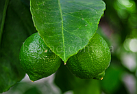 Лайм Мексиканский (Messicana/West Indian lime), самоплодный