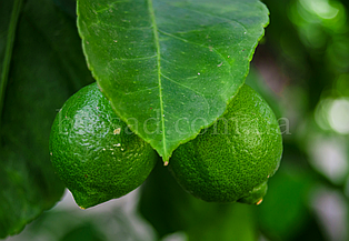 Лайм Мексиканський (Messicana/West Indian lime), самоплідний