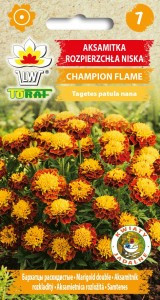 Семена Бархатцы (чорнобривці) Champion Flame 0.5г