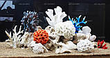 Композиція К60 для акваріума з коралами (від 180л), фото 2