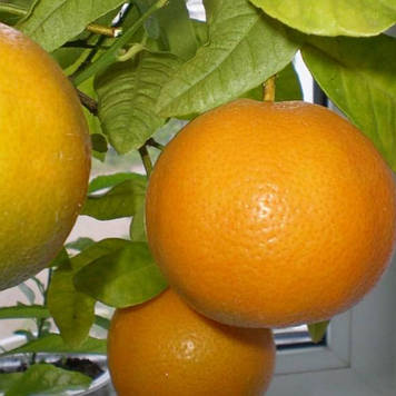 Апельсин Верна