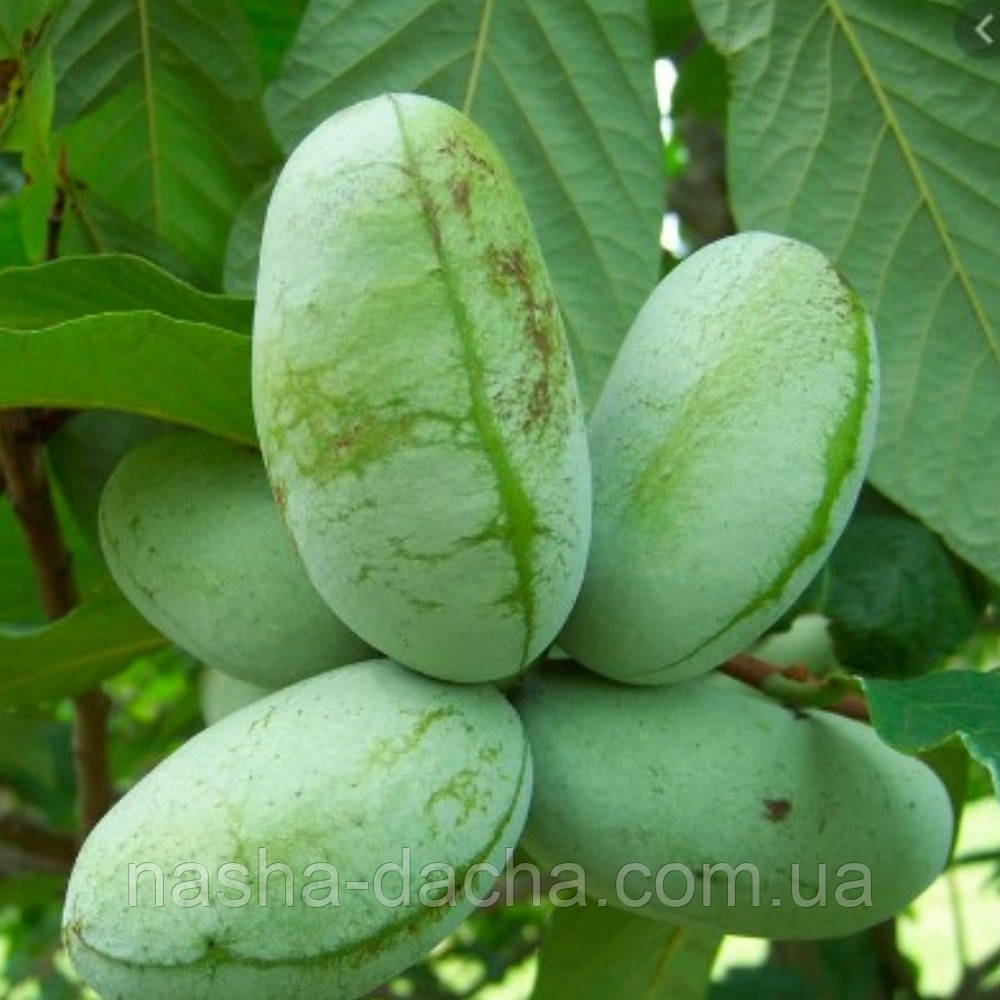 Азіміни Сочинська 11 (горщик)