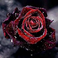 Алмазная Мозаика SHLab Роза в Росе Набор Вышивки Камнями SH-21291 30x30 см (Полная Выкладка)