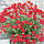 Саджанці Сонцецвіта або Геліантемума (Helianthemum), фото 3