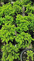 Ялина звичайна Нідіформіс (Picea abies "Nidiformis) 20-25 см