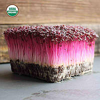 Насіння Амарант Червоний Ацтек мікрогрін | бебі листя (import)