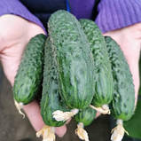 Насіння огірка Кассіус F1 (1000 нас.) Innova Seeds, фото 4