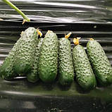 Насіння огірка Кассіус F1 (1000 нас.) Innova Seeds, фото 3