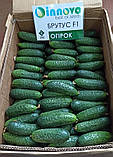 Насіння огірка Брутус F1 (100 нас.) Innova Seeds, фото 4