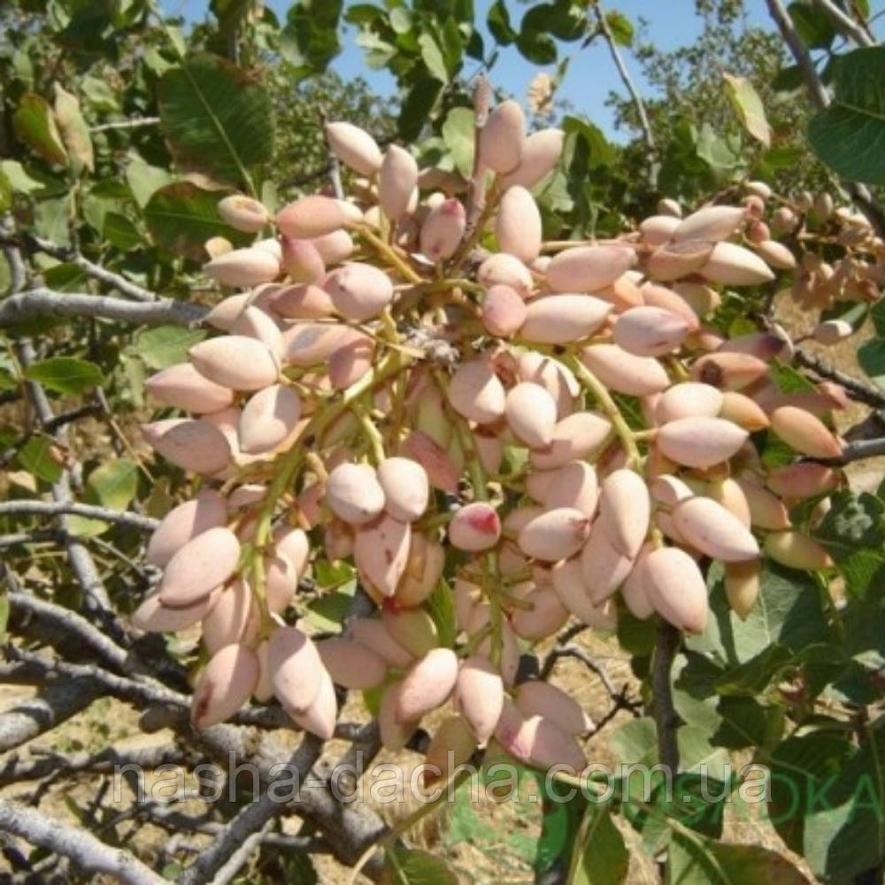 Фісташка Врожайна (зкс)