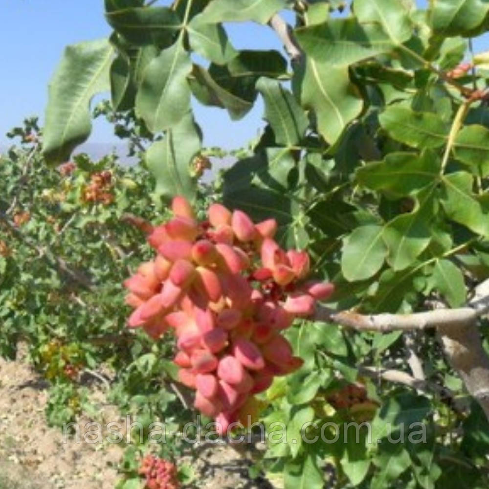 Фісташка Акбарі (зкс)