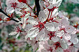 Слива Піссарді насіння (10 шт) (Prunus cerasifera Pissardii) червонолиста, фото 5