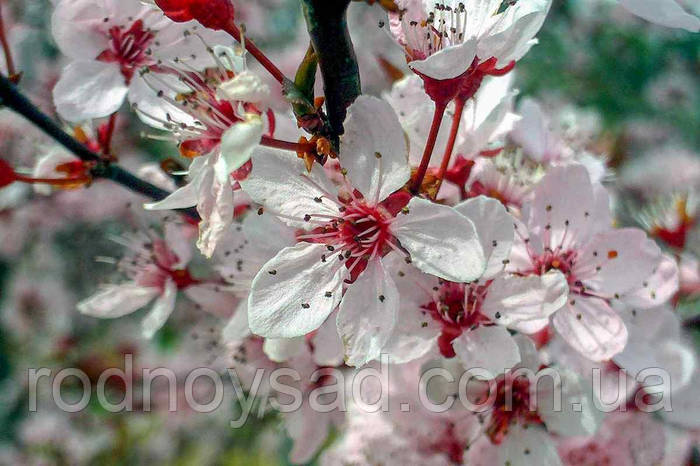 Слива Писсарди семена (10 шт), цена 100 грн — Prom.ua (ID#1302154269)