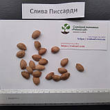 Слива Піссарді насіння (10 шт) (Prunus cerasifera Pissardii) червонолиста, фото 3