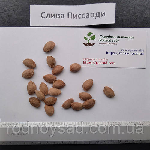Слива Писсарди семена (10 шт), цена 100 грн — Prom.ua (ID#1302154269)