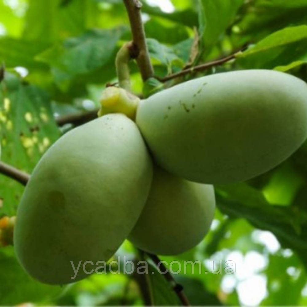 Саджанець Азіміна Десертна (горшик), фото 1