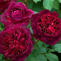 Саженцы розы английской Манстед Вуд (Rose Munstead Wood)