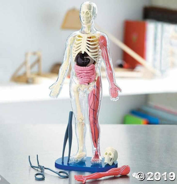 Smart lab squishy human body sale