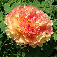 Півонія деревинний жовтогарячий (Paeonia Suffruticosa) сажен 2 рік
