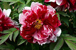 Півонія деревоподібний триколірний (Paeonia Suffruticosa) сажен 2 рік