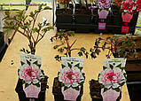 Півонія деревинний рожево-білий (Paeonia Suffruticosa) сажен 2 рік, фото 2