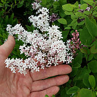 Бузок Мейера Флауерфеста Вайт/ Syringa meyeri Flowerfesta white, С4, 30+см.