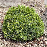 Ялина канадська Альберта Глоб (Picea glauca Alberta Globe) 12 см