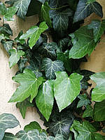 Плющ обыкновенный (Hedera helix L.), саженцец 30-40 см