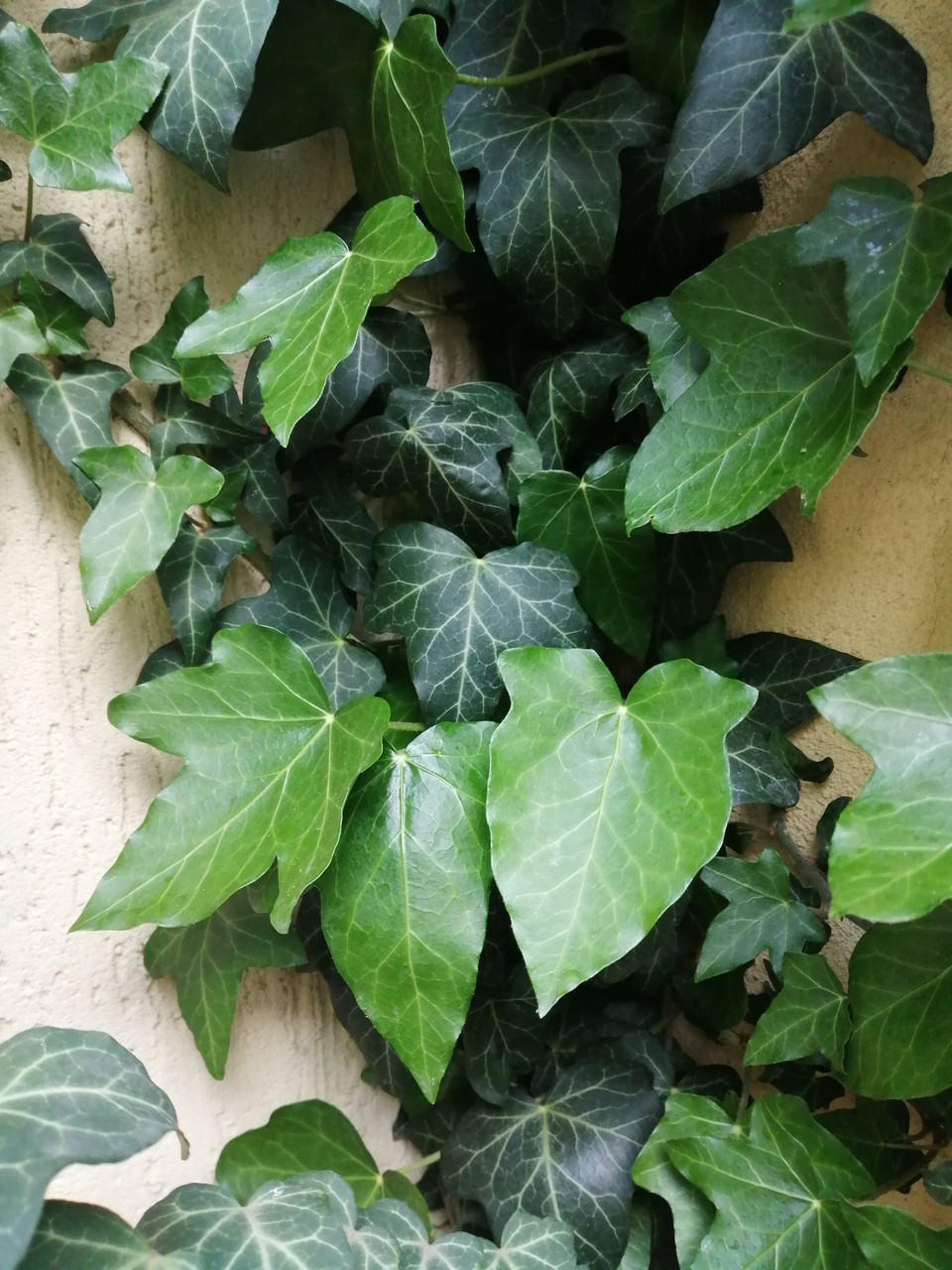 Hedera helix L. 30 40 ID 1416850406 45 Prom.ua