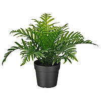 Искусственное растение в горшке IKEA FEJKA Полиподиум 9 см 504.933.49